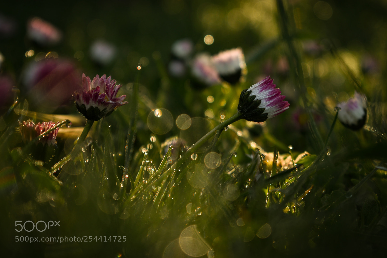 Nikon D3400 sample photo. Spring photography