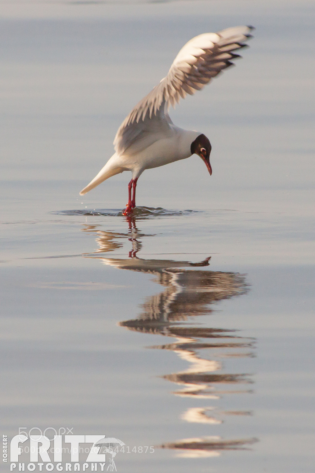 Canon EOS 50D sample photo. Lachm we am bodensee photography