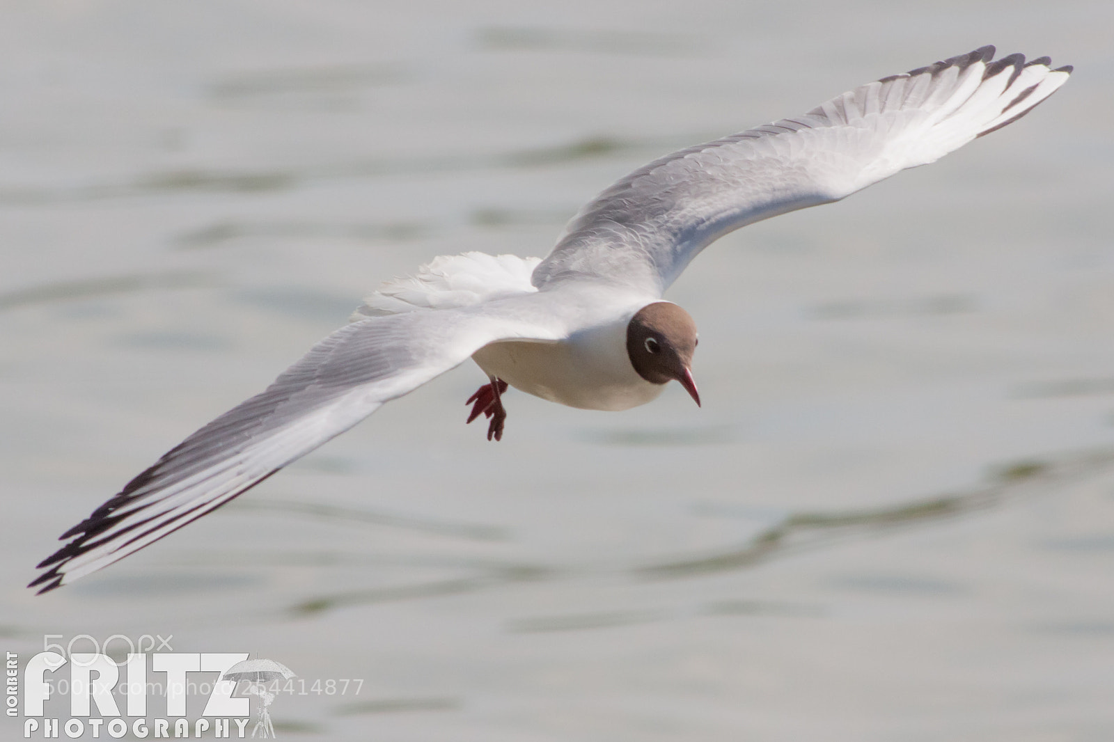 Canon EOS 50D sample photo. Lachm we am bodensee photography