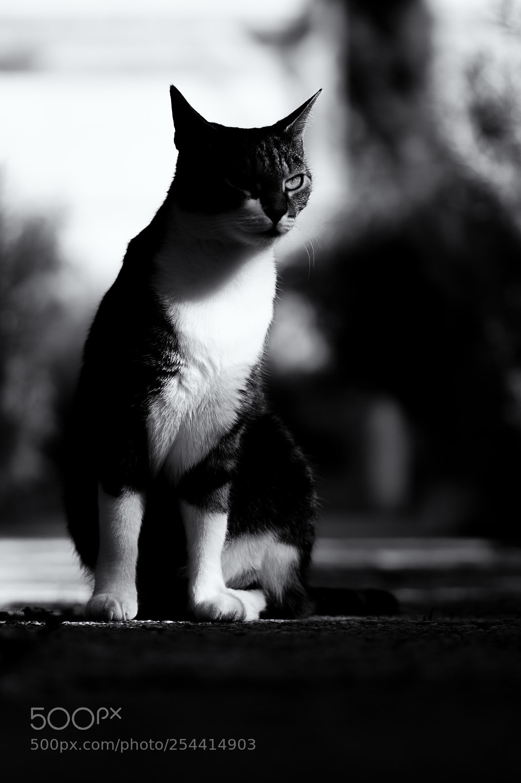 Canon EOS 70D sample photo. Stray cat blues photography