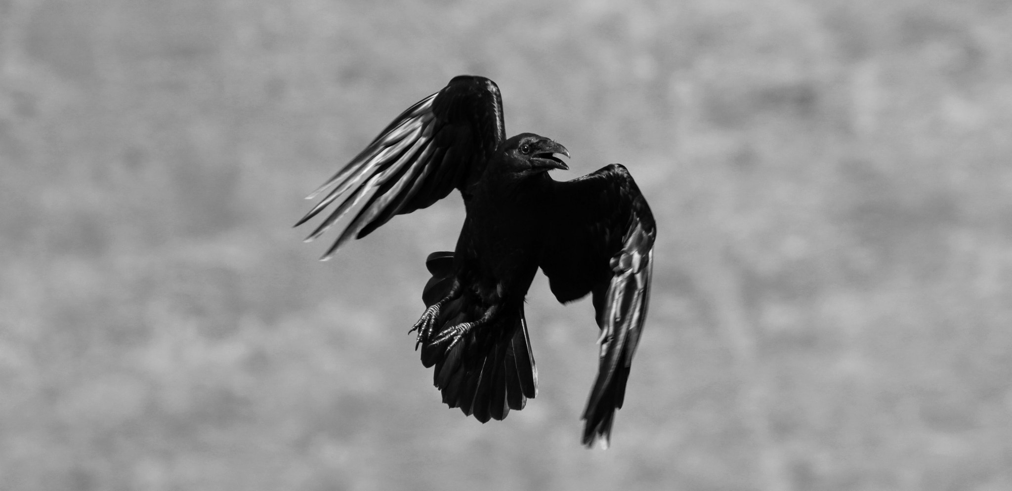 Tamron SP 35mm F1.8 Di VC USD sample photo. Crow bw photography