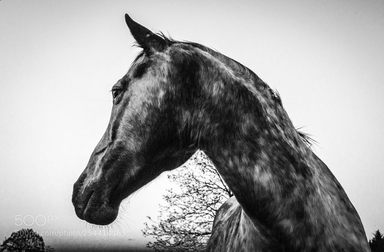 Nikon D5000 sample photo. Don’t shoot me !  photography