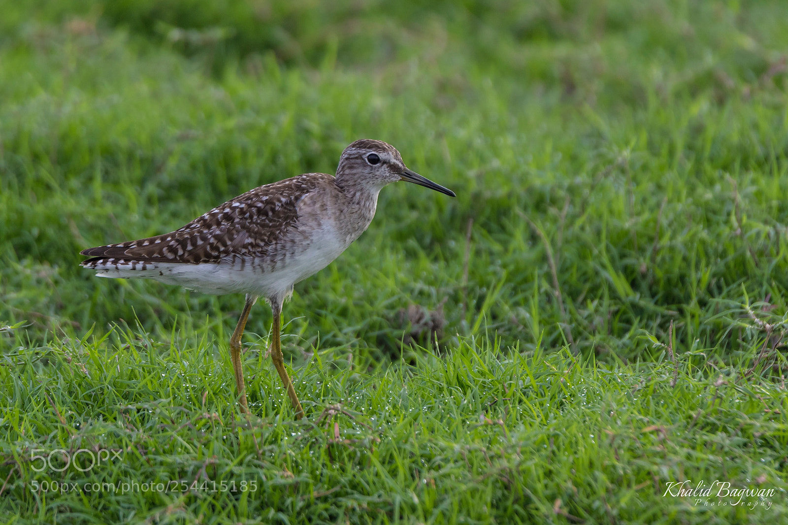 Canon EOS 7D Mark II sample photo. Wood sandpiper photography