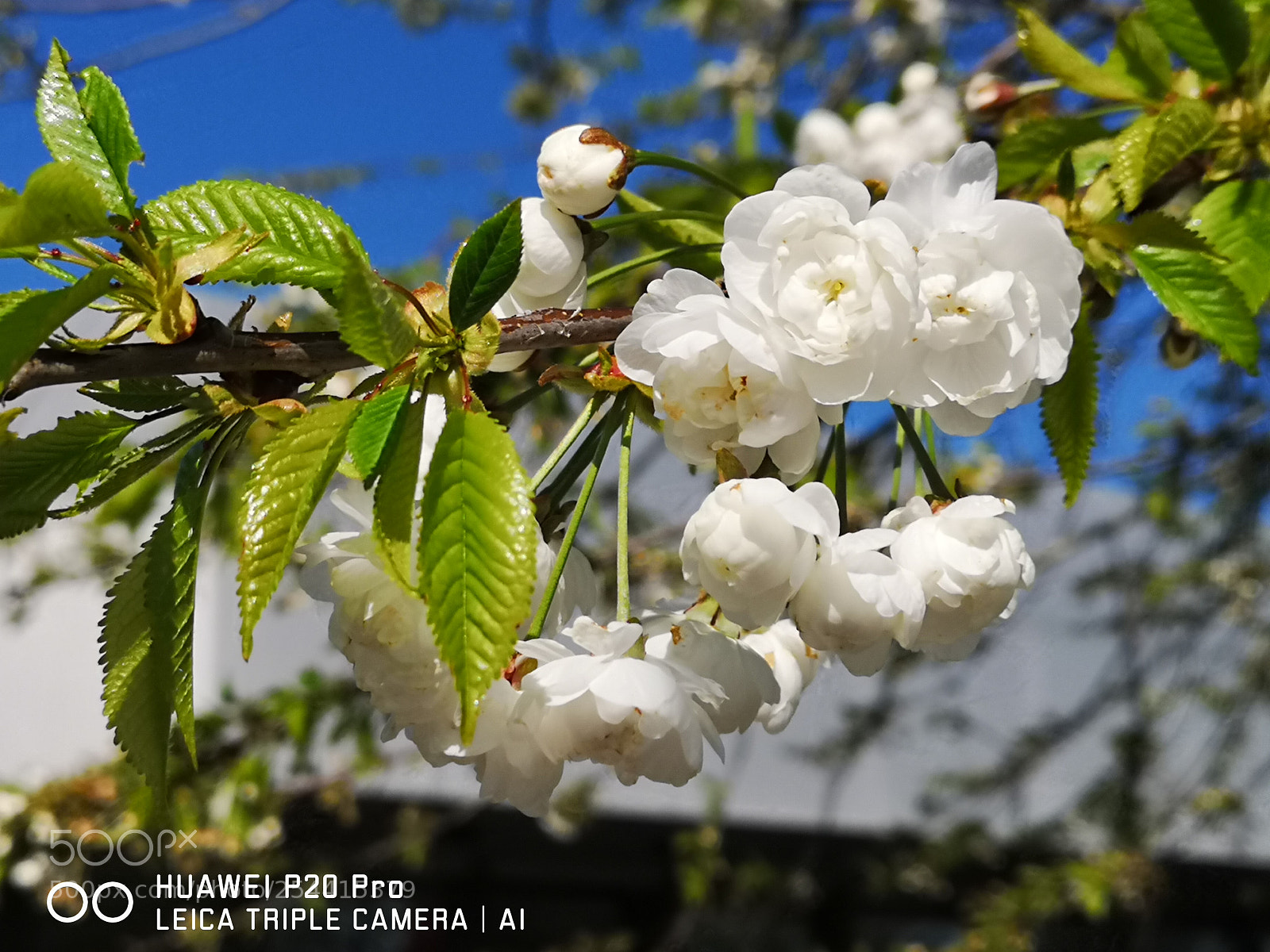 HUAWEI CLT-L29 sample photo. Untitled photography