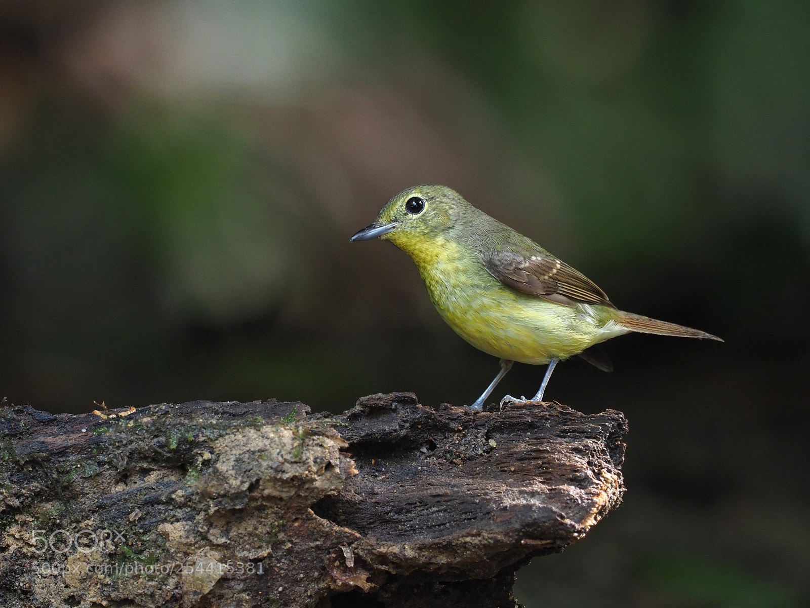 Olympus OM-D E-M1 Mark II sample photo. Green-backed flycatcher photography