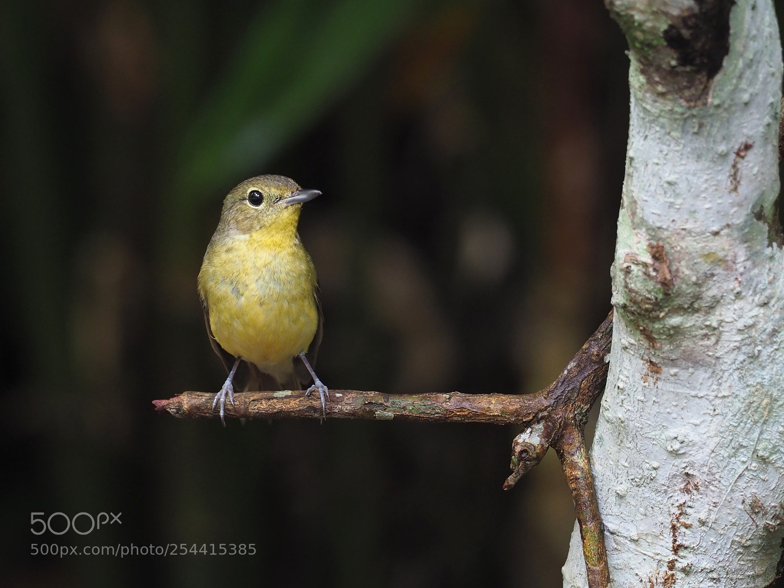Olympus OM-D E-M1 Mark II sample photo. Green-backed flycatcher photography