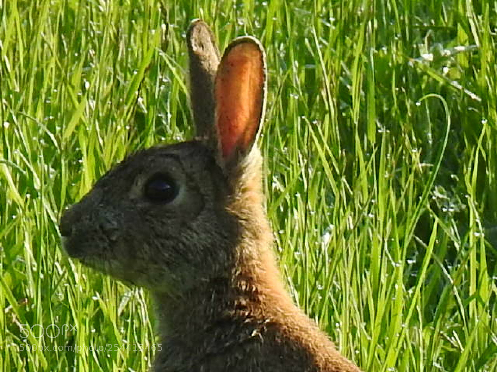 Nikon Coolpix P900 sample photo. Cotton tail photography