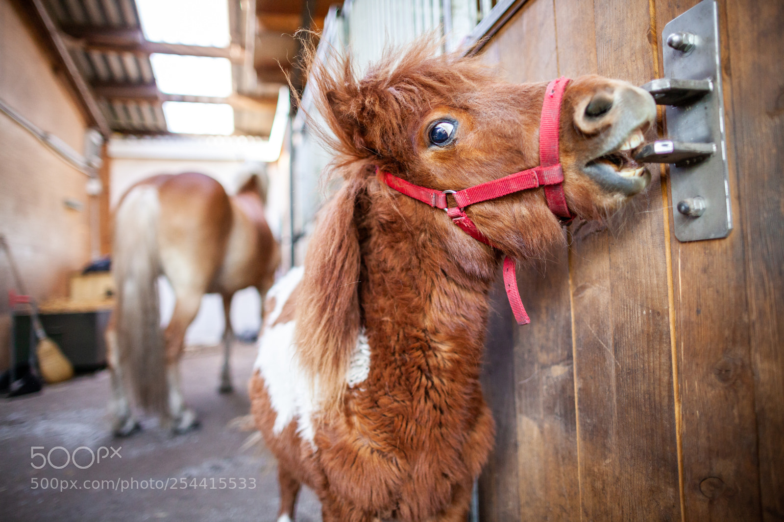 Canon EOS 5D Mark II sample photo. Portrait of a shetlandpony photography
