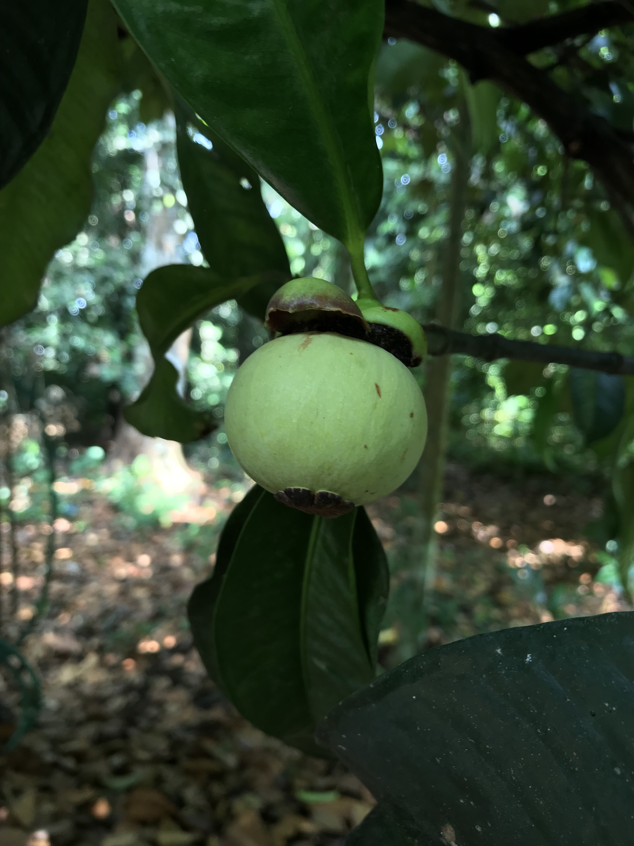 Apple iPad Pro (10.5-inch) sample photo. “too early to be captured” photography