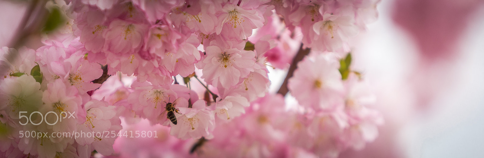 Canon EOS 5D Mark IV sample photo. Cherry blossom photography