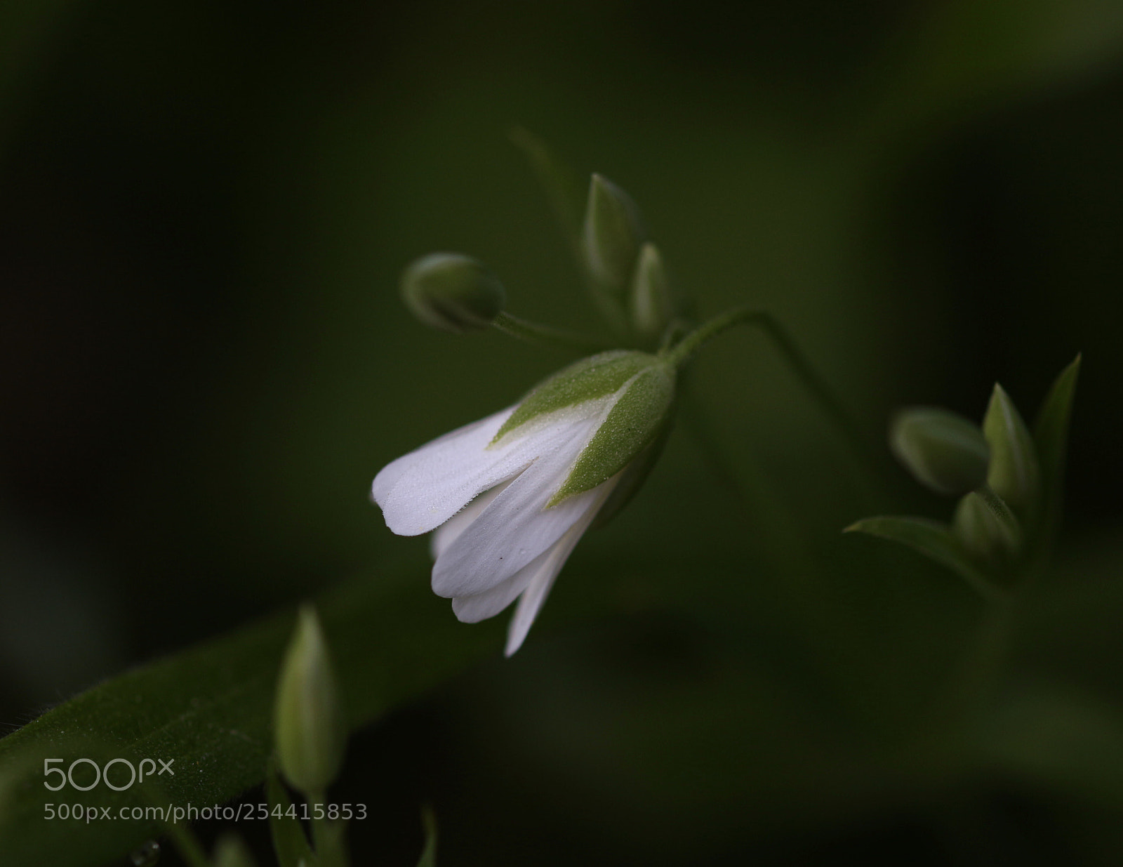 Canon EOS 100D (EOS Rebel SL1 / EOS Kiss X7) sample photo. Éclosion... photography