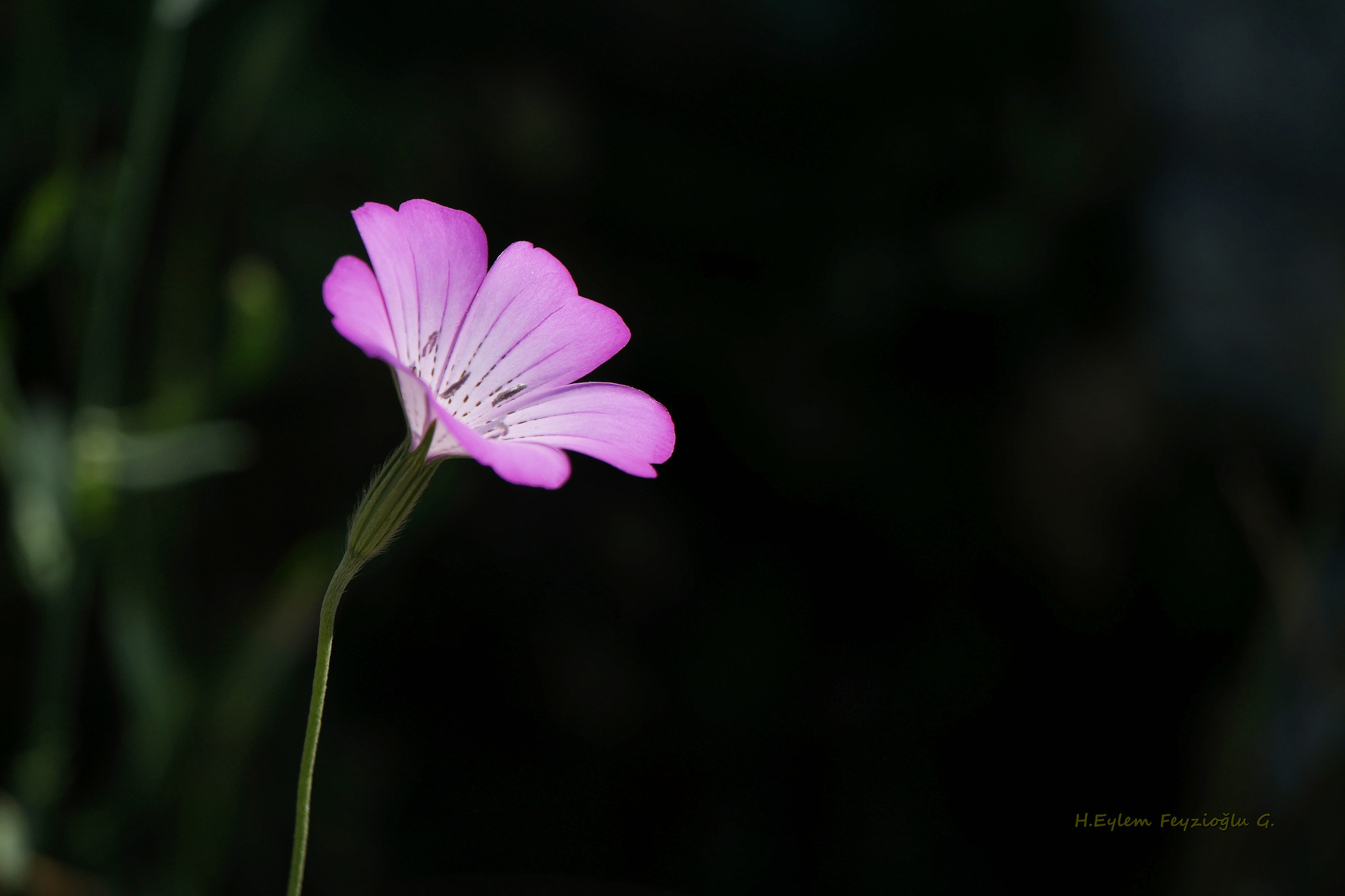 Samsung NX2000 sample photo. Flower photography