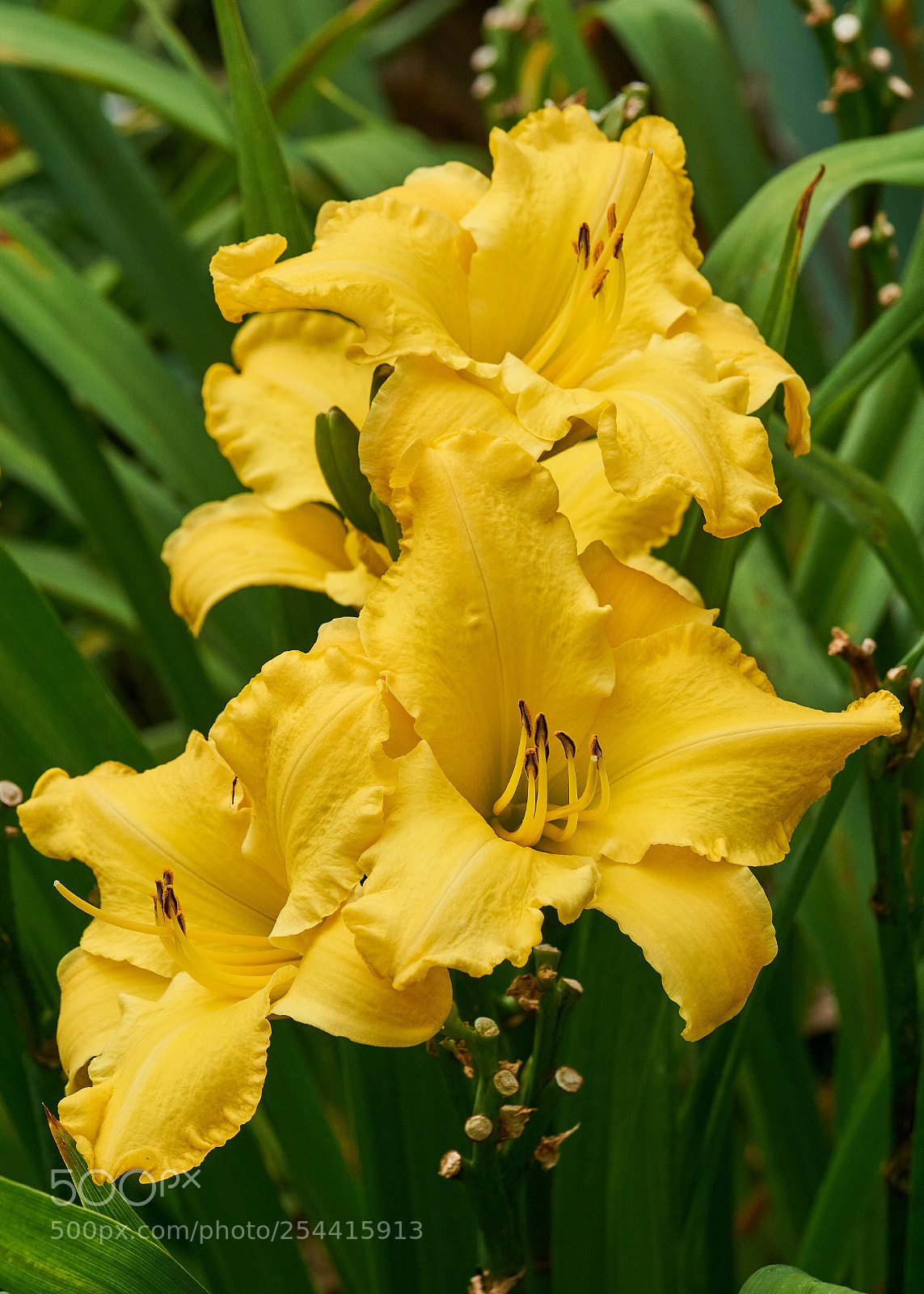 Sony a6000 sample photo. Daylilies photography
