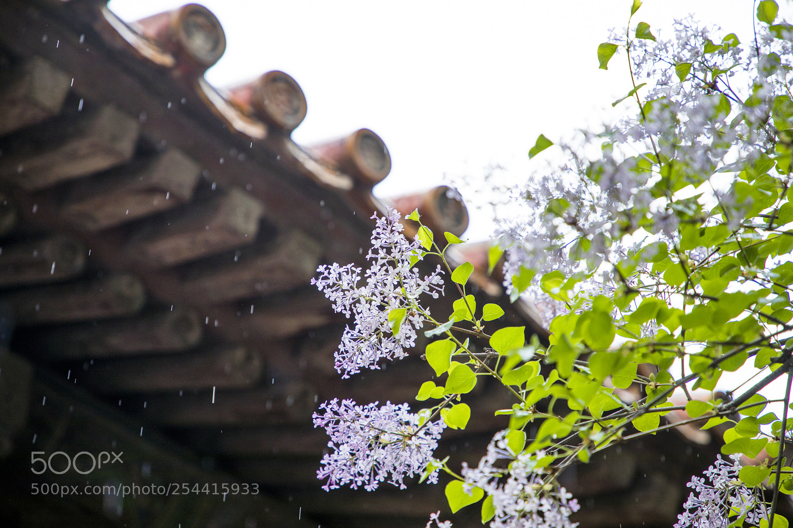 Canon EOS 5D Mark IV sample photo. Flower.jpg photography