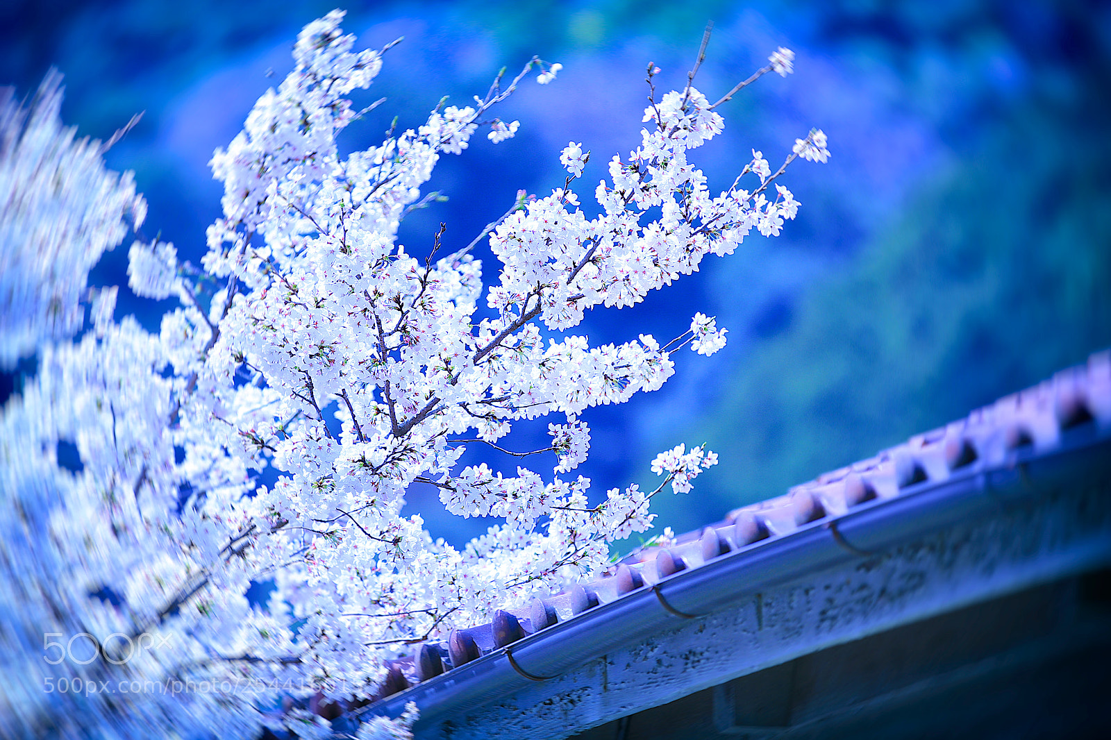 Canon EOS 7D sample photo. Follow me to the photography