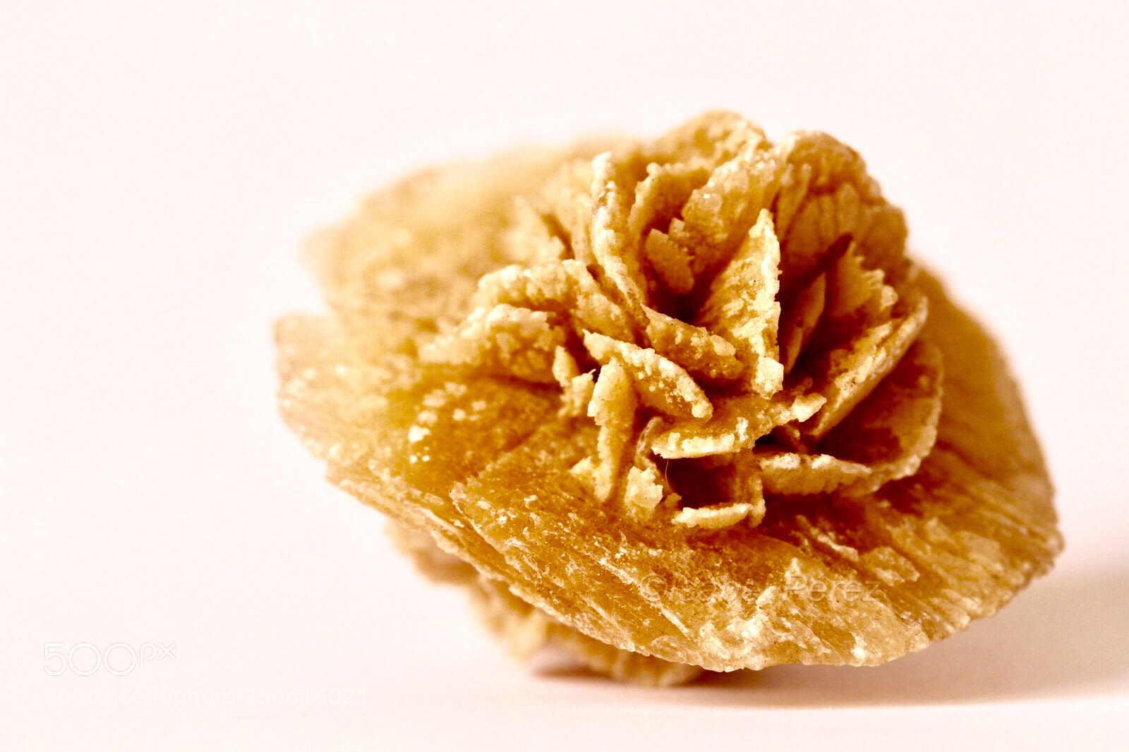 Canon EOS 7D sample photo. Desert rose. photography