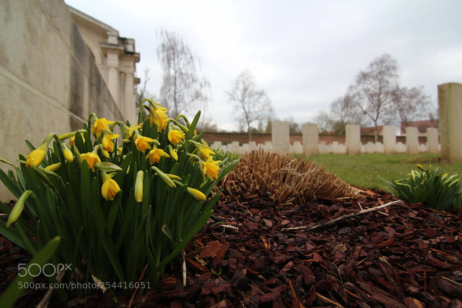 Canon EOS 650D (EOS Rebel T4i / EOS Kiss X6i) sample photo. Daffodils in the graveyard photography