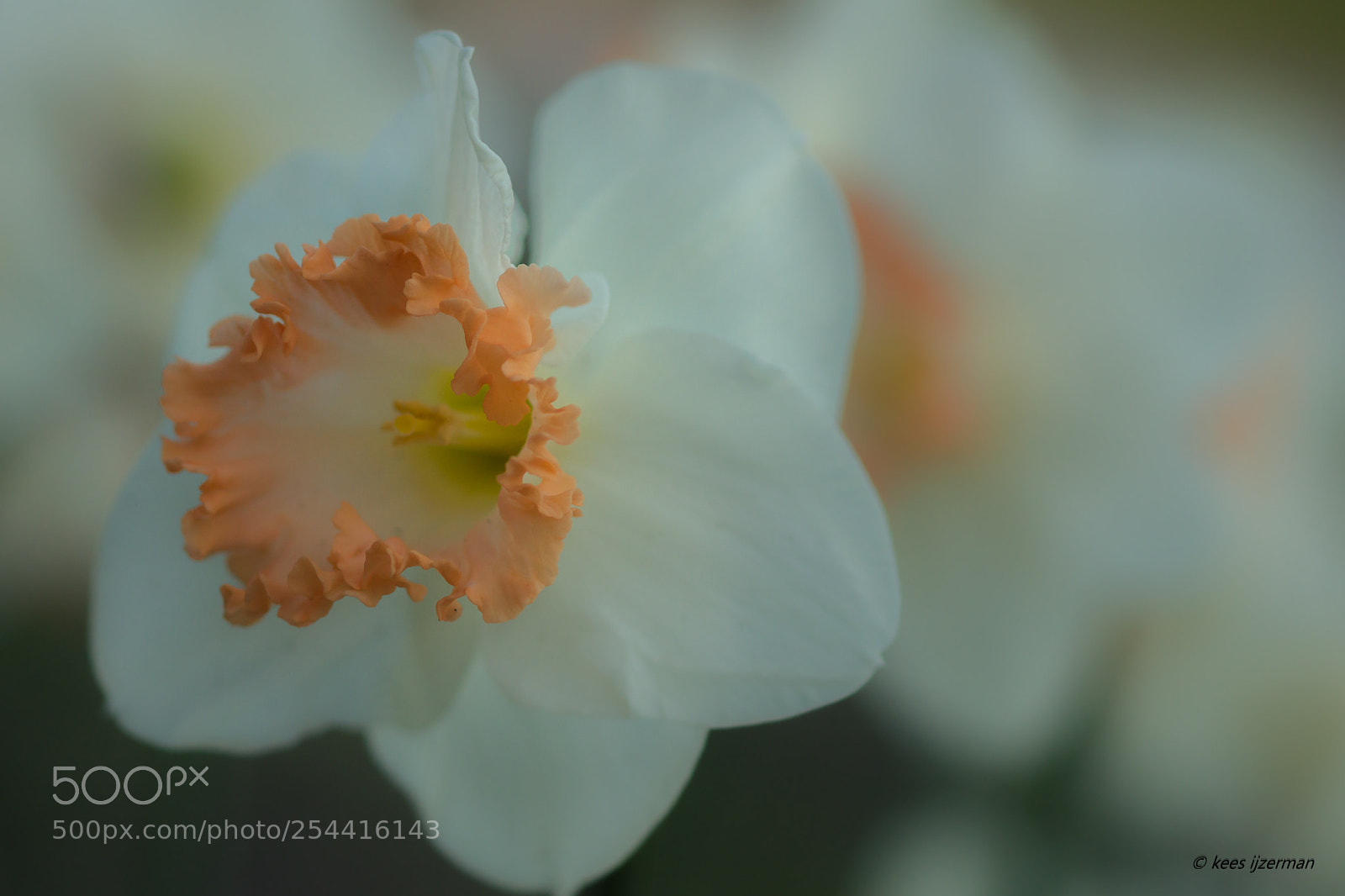 Sony SLT-A77 sample photo. Daffodil photography