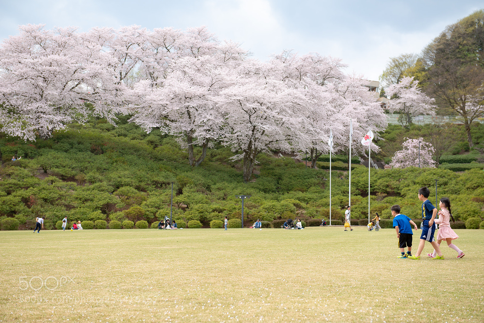Nikon D600 sample photo. Nishiyama park photography