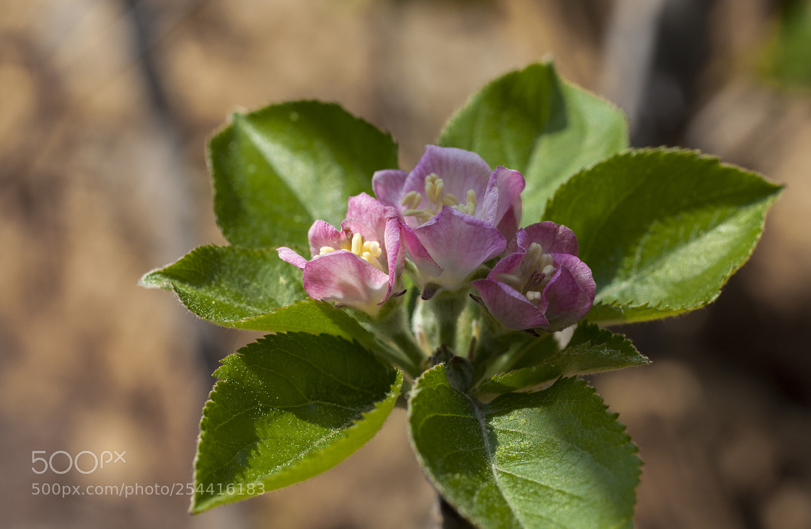 Canon EOS 5D Mark II sample photo. Beautiful bouket photography