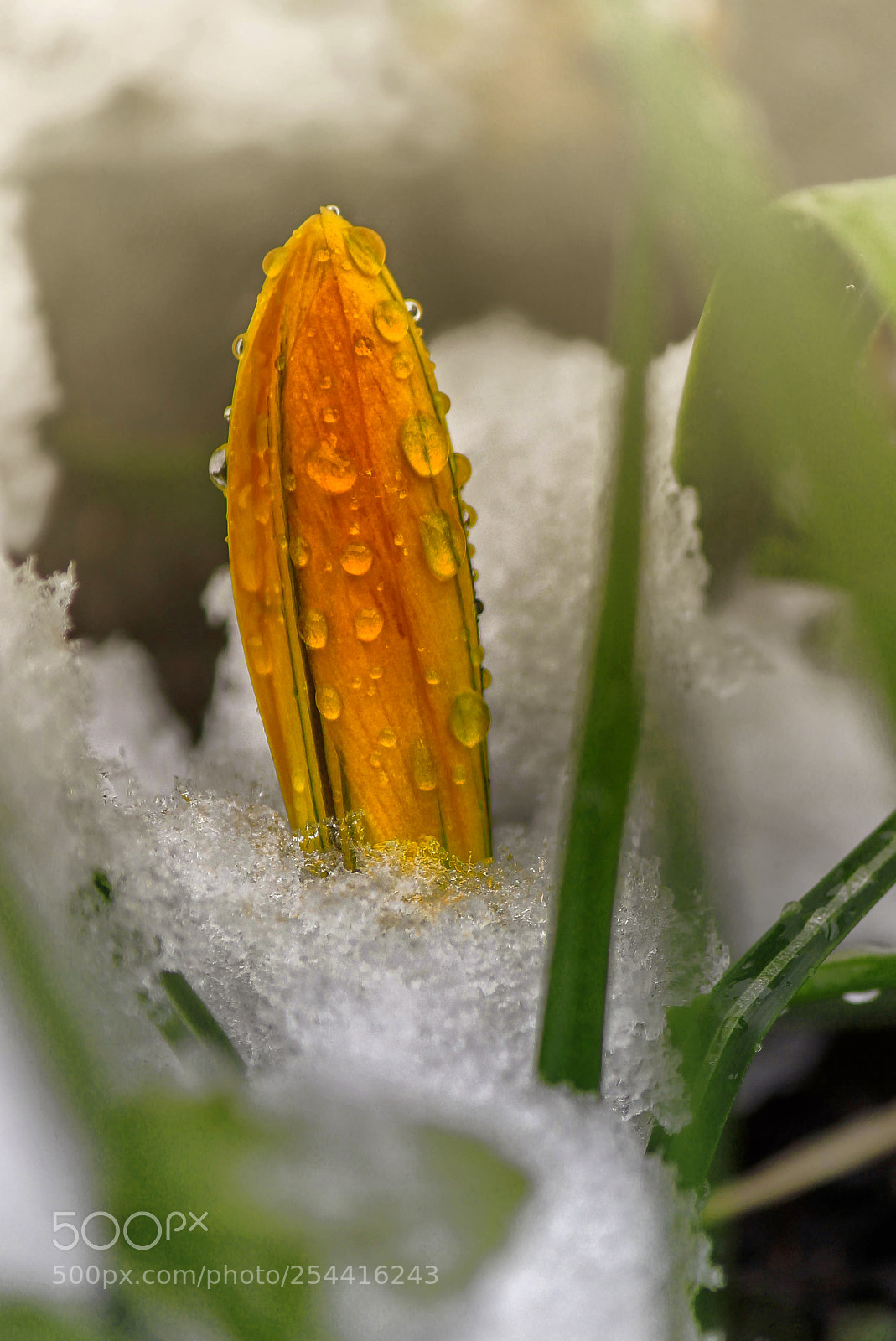 Canon EOS 550D (EOS Rebel T2i / EOS Kiss X4) sample photo. Crocus in snow photography
