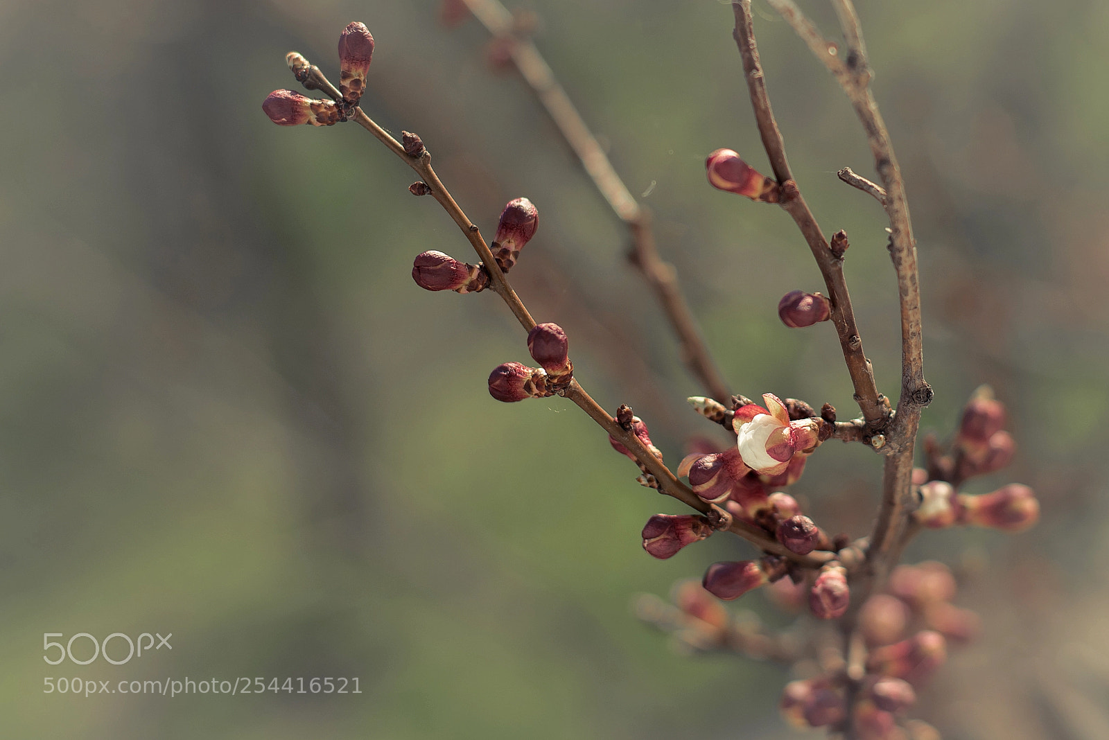 Nikon D600 sample photo. Start photography
