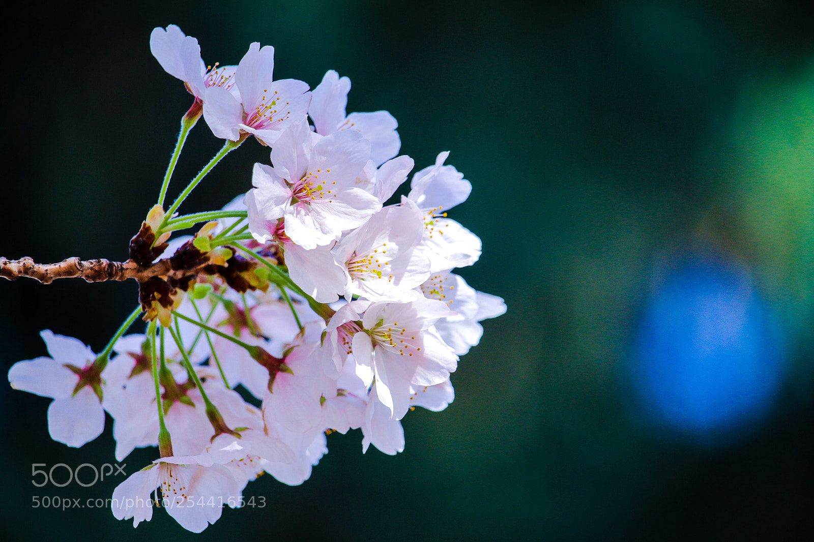 Canon EOS 70D sample photo. Cherry blossoms photography