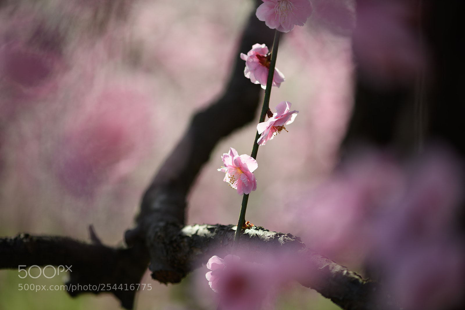 Nikon D850 sample photo. Branch photography