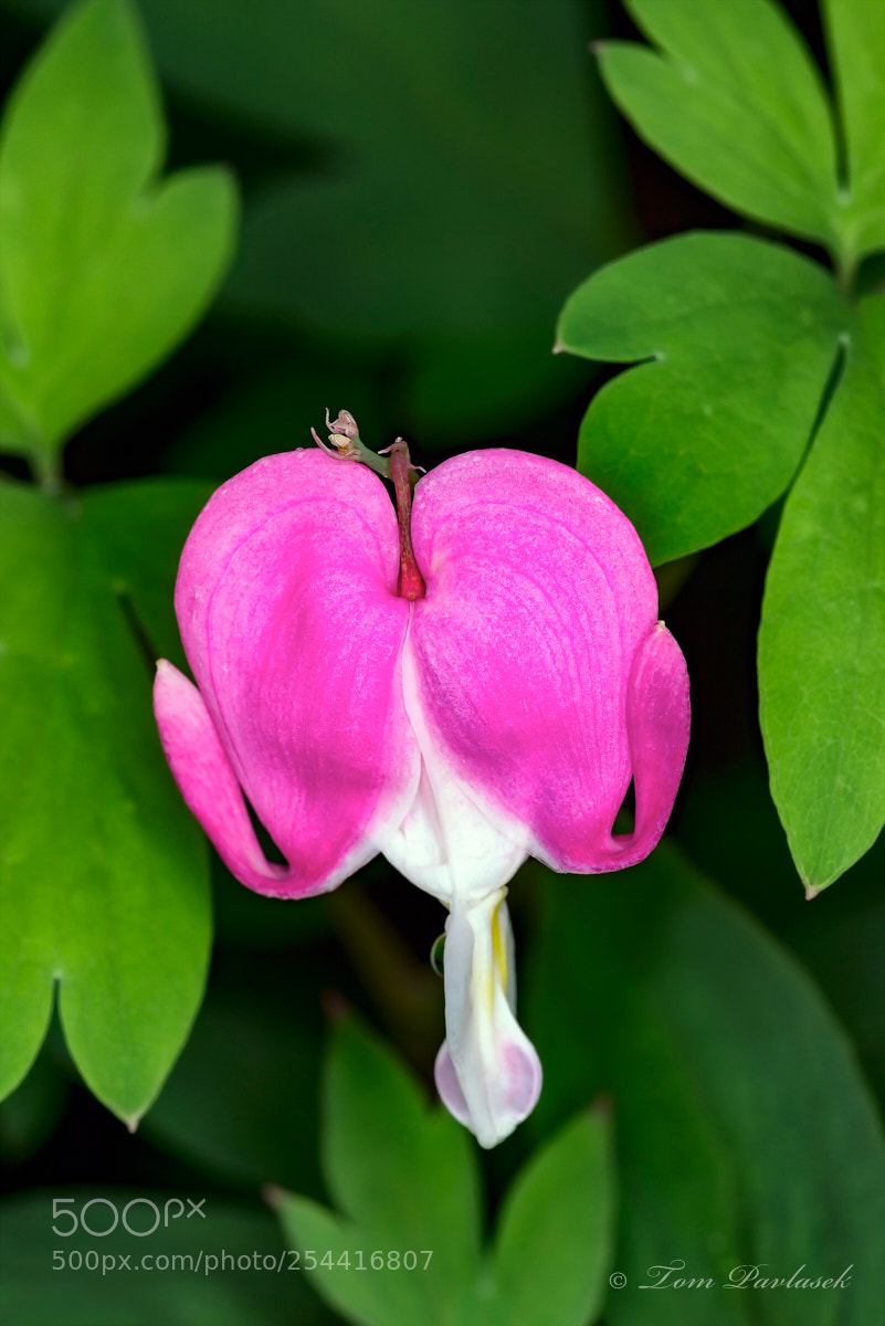 Nikon D600 sample photo. Dicentra spectabilis flower photography