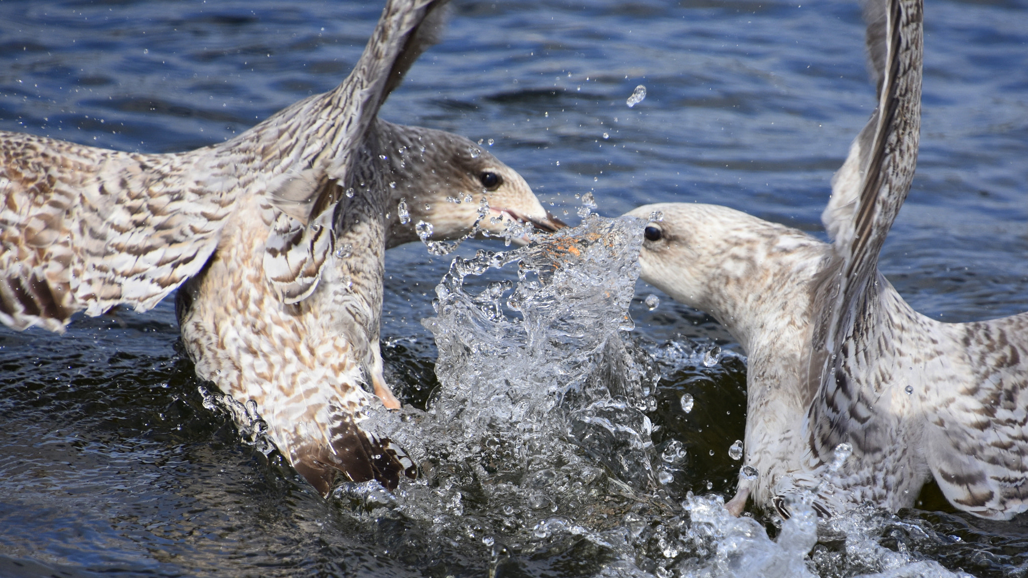 Nikon D7200 sample photo. Fight for food...(fff) photography