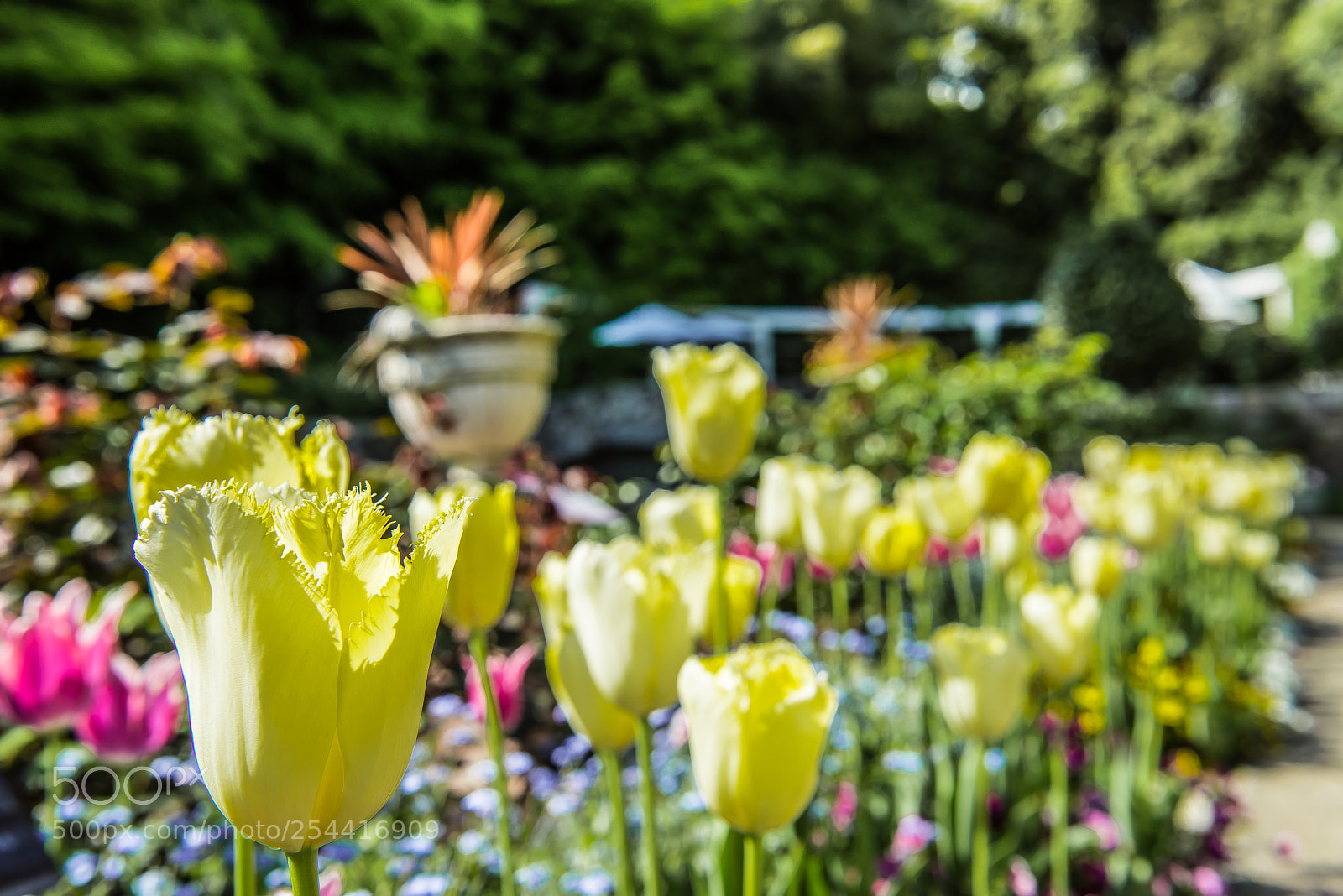 Nikon D800E sample photo. Yellow tulip garden photography