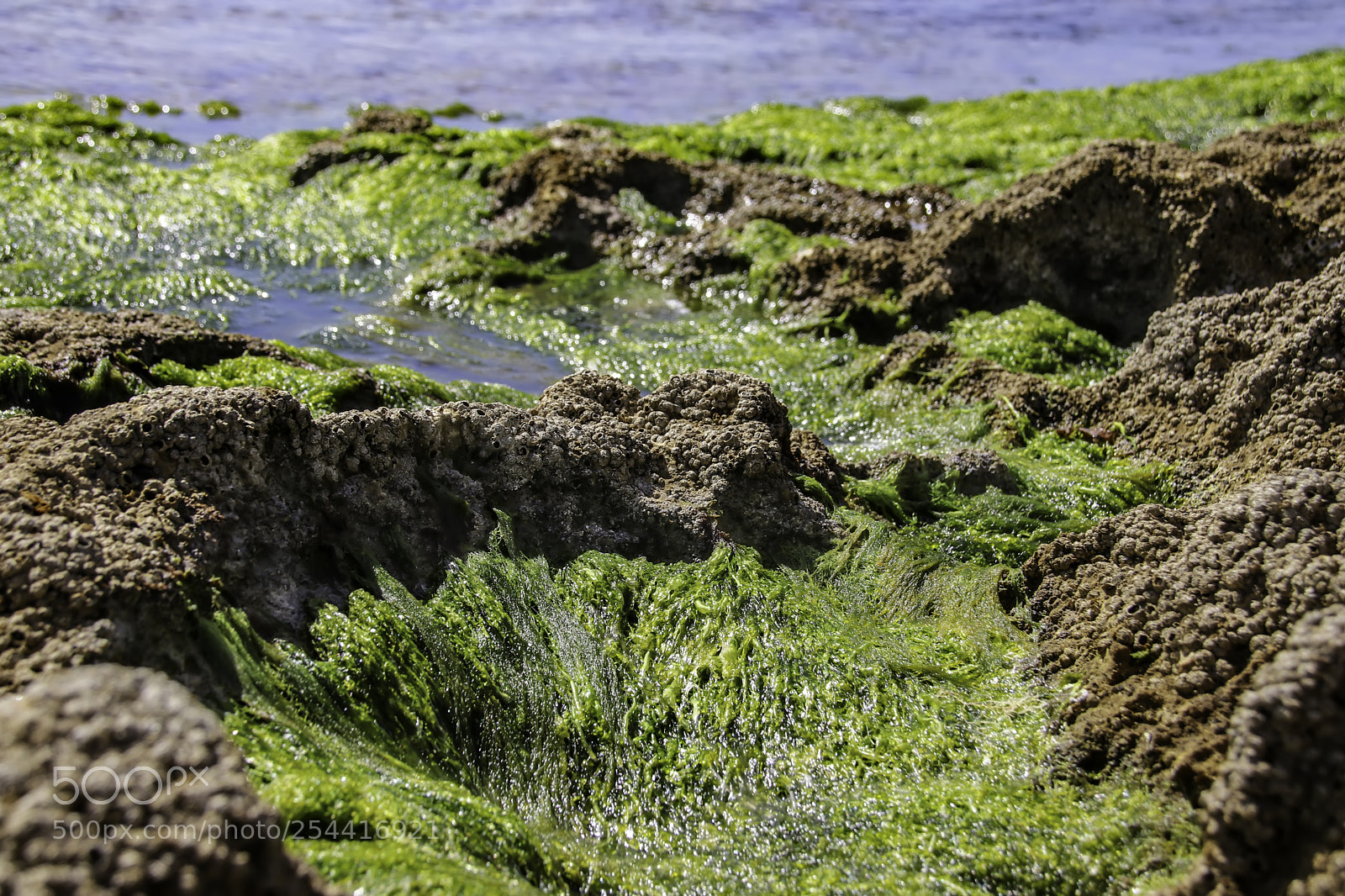 Canon EOS 80D sample photo. Algae and shells of photography