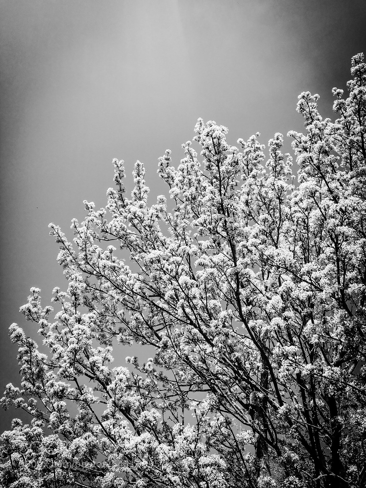 Apple iPhone 6s sample photo. Blossom photography
