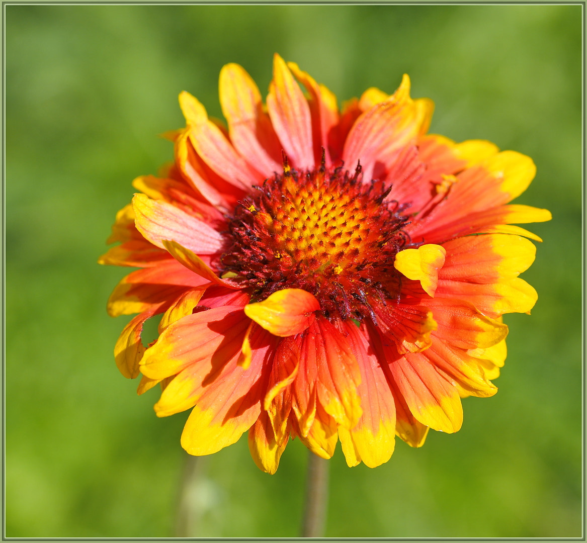 Sigma 105mm F2.8 EX DG OS HSM sample photo. Minus a bite or two photography