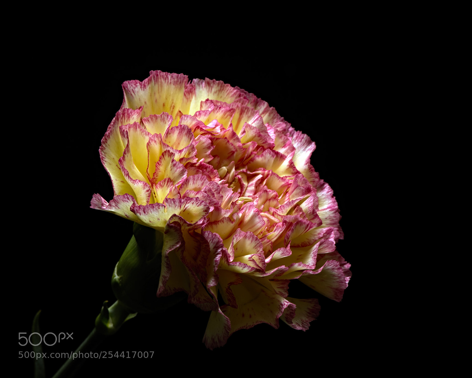 Nikon D810 sample photo. Carnation 1105 photography