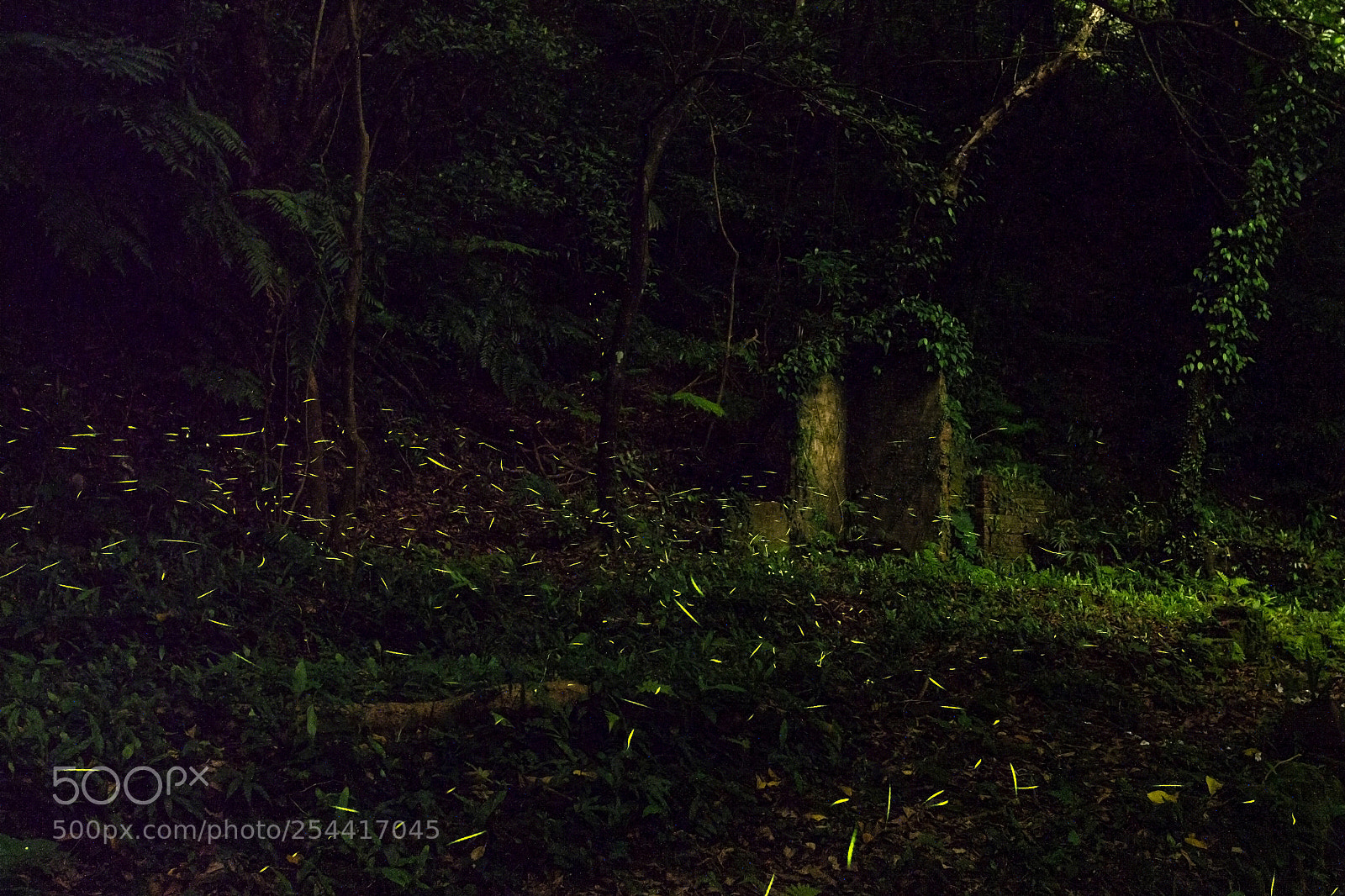 Nikon D7200 sample photo. 點點螢火 photography