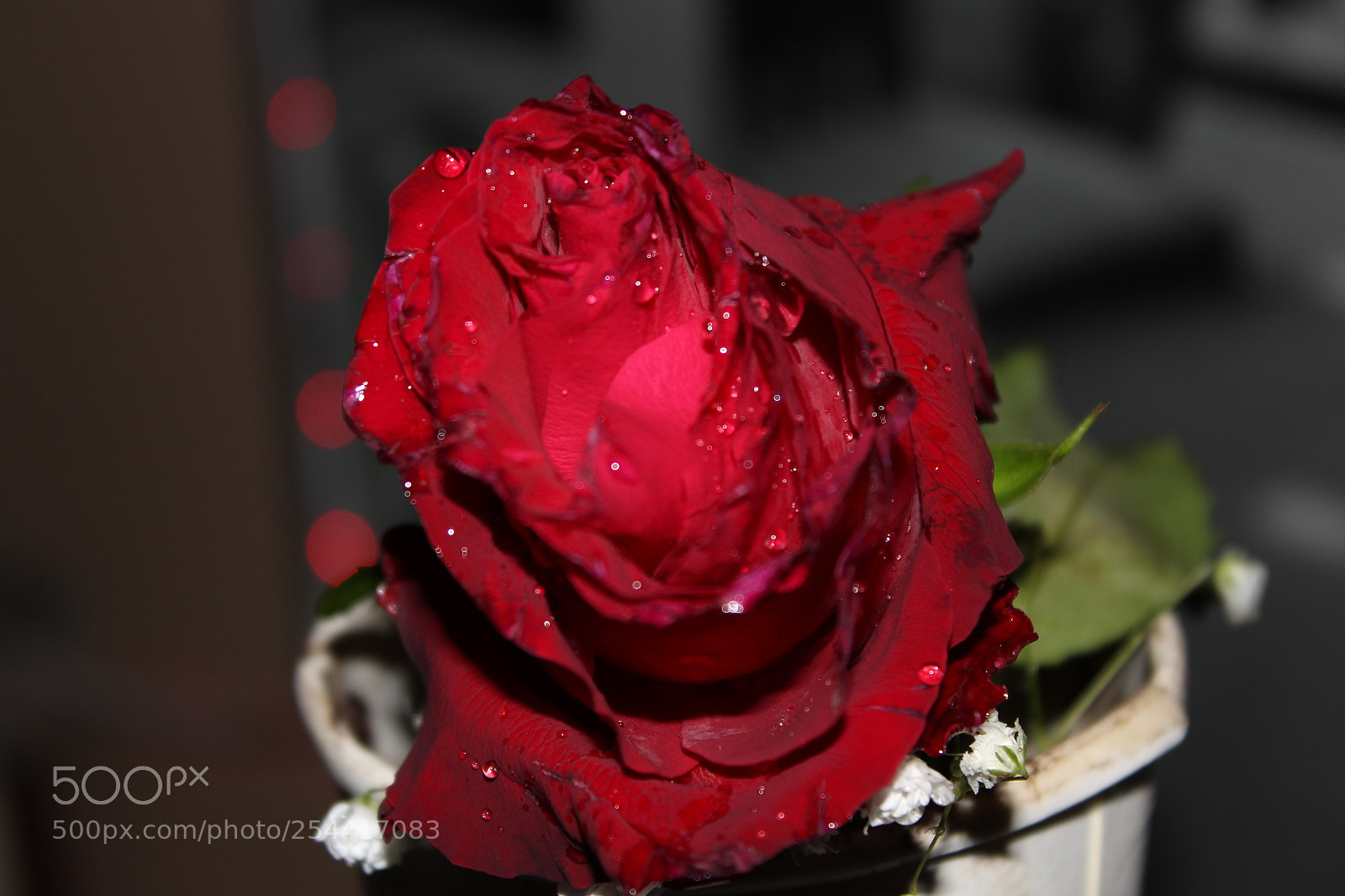 Canon EOS 1300D (EOS Rebel T6 / EOS Kiss X80) sample photo. Crying rose photography