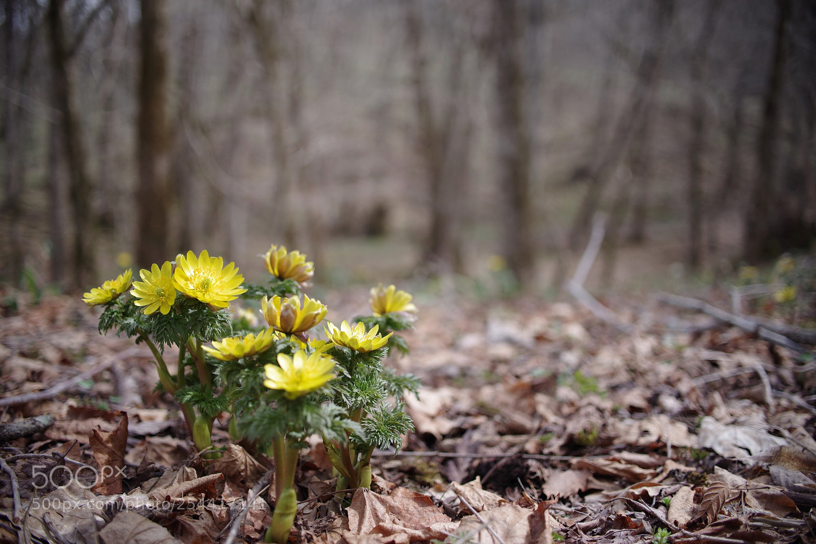 Pentax K-1 sample photo. Spring forest floor photography