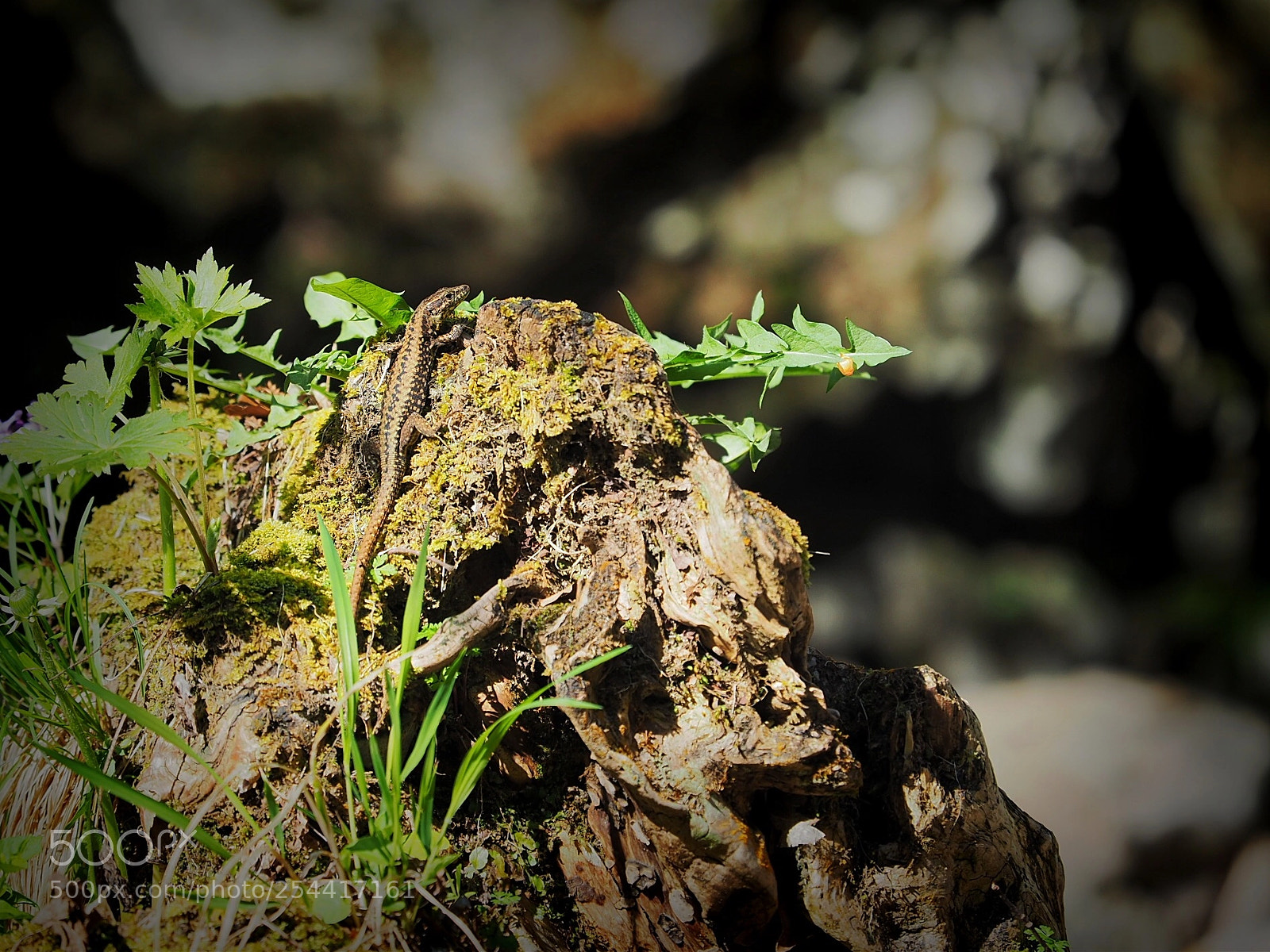 Olympus OM-D E-M5 II sample photo. The climbing photography