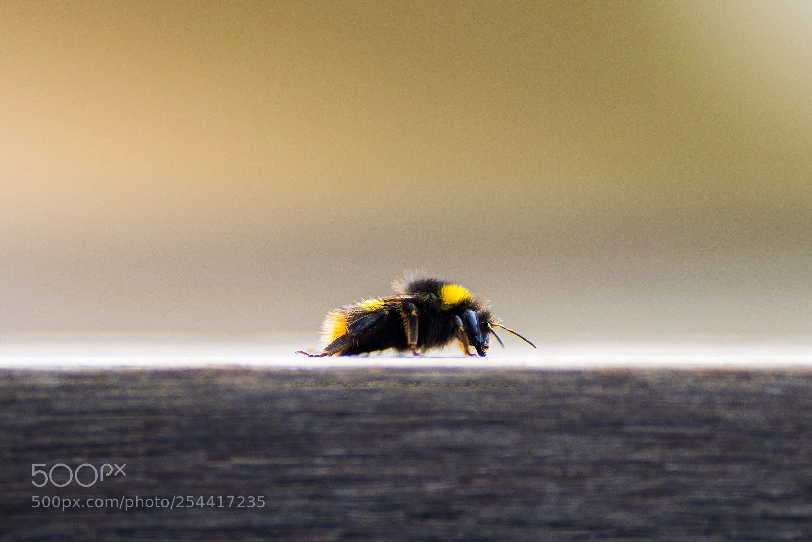 Nikon D810 sample photo. My first insect shot photography