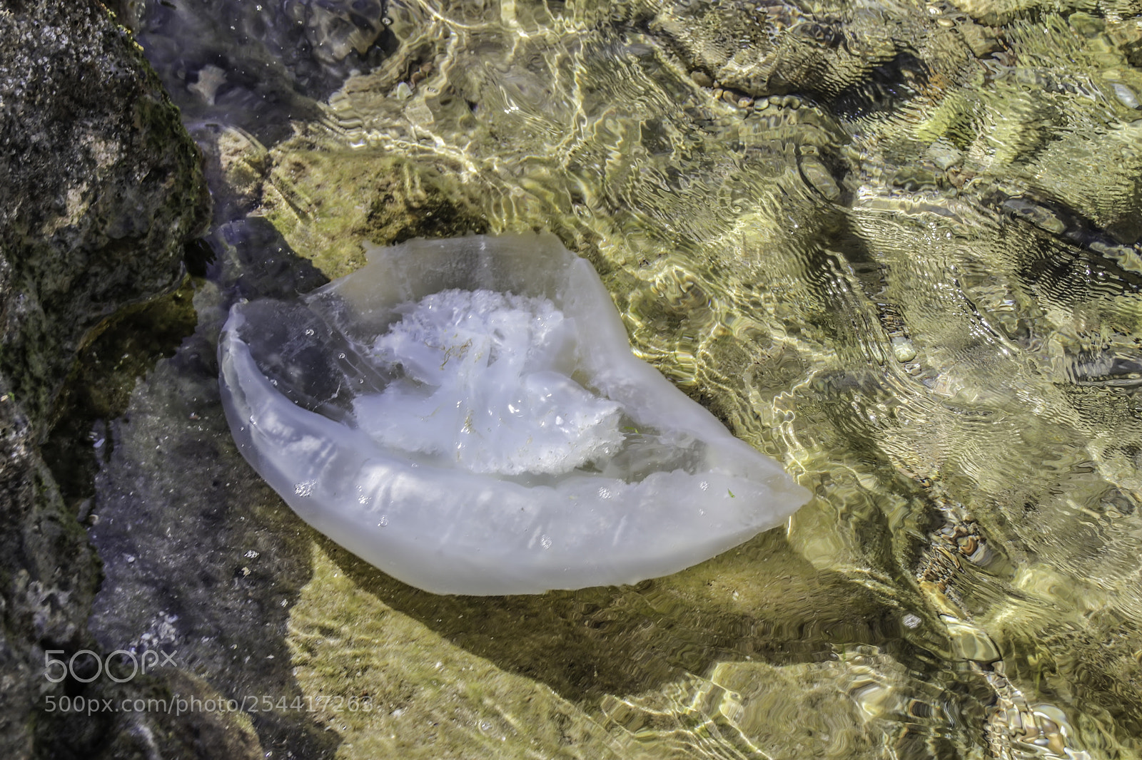 Canon EOS 80D sample photo. Jellyfish in not a photography