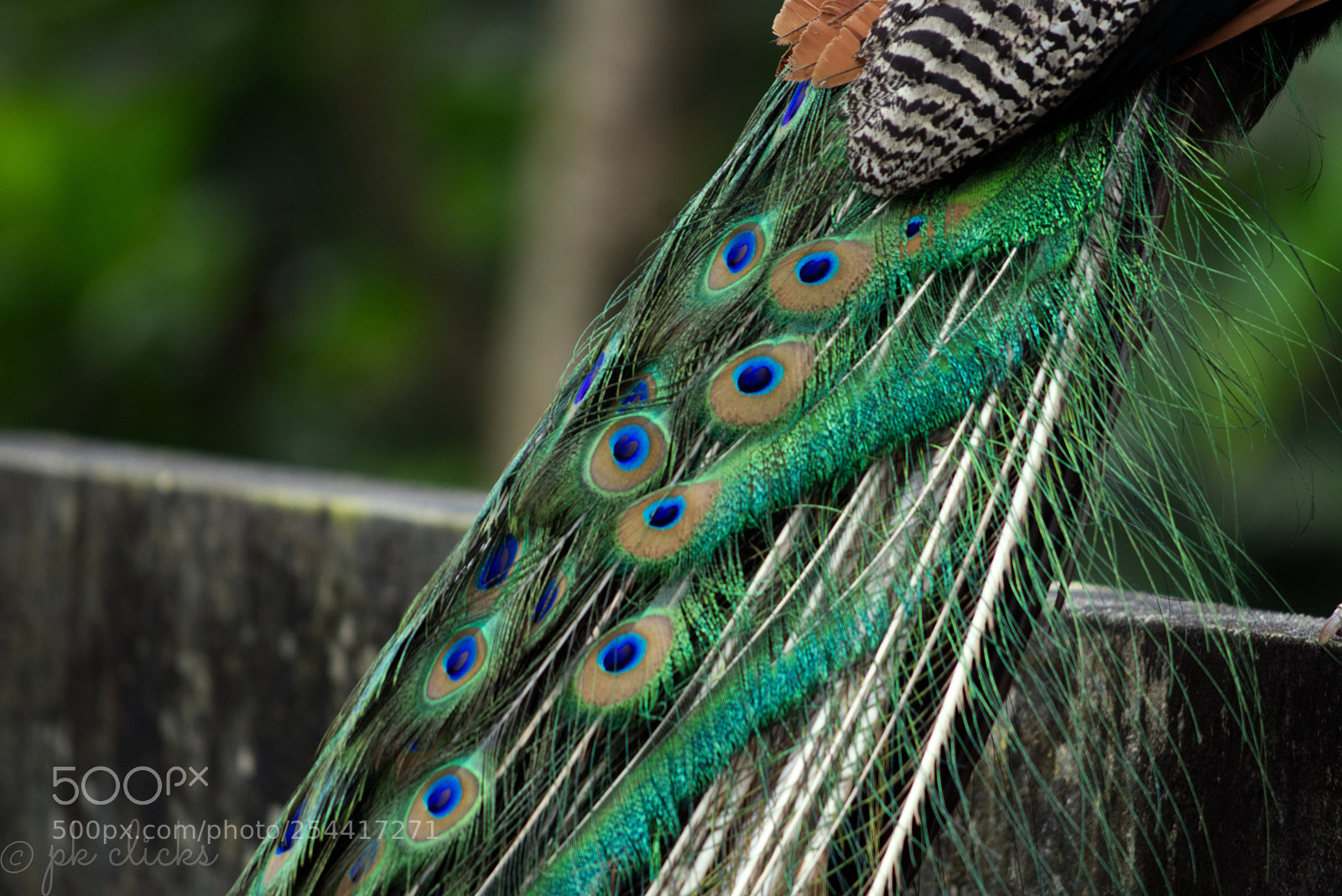 Nikon D7200 sample photo. Feather photography