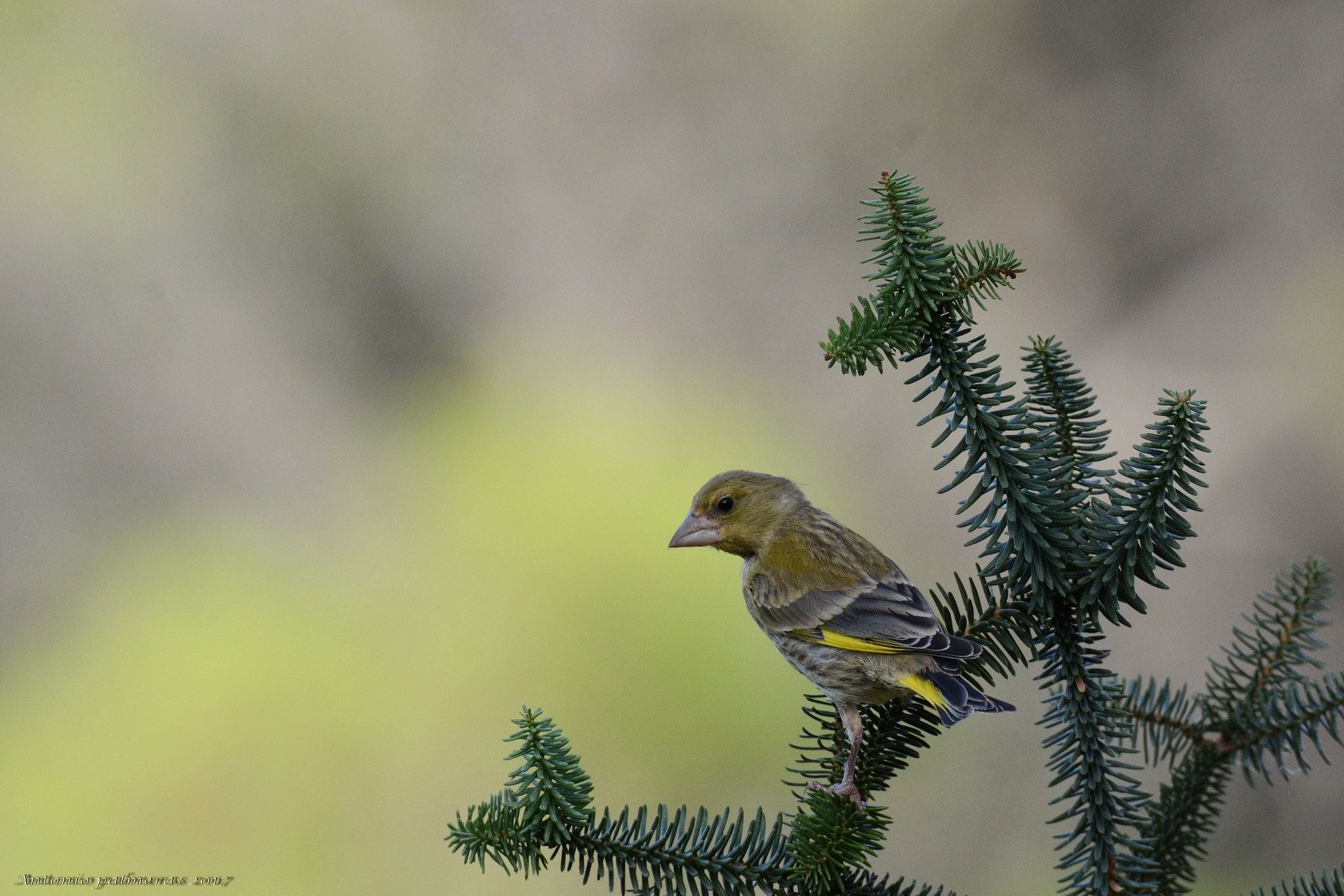 Sigma 150-600mm F5-6.3 DG OS HSM | S sample photo. Verderón photography