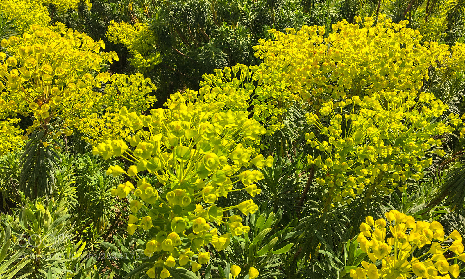 Apple iPhone 6s sample photo. Glorious euphorbia photography