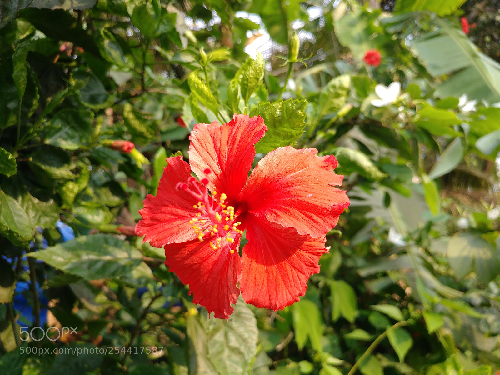 LG V20 sample photo. Chembaruthi photography
