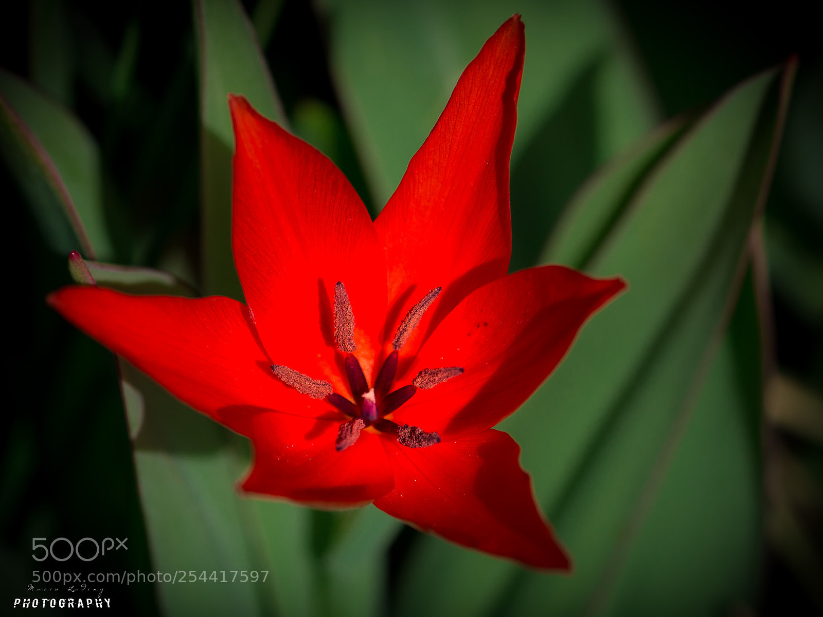 Canon EOS 700D (EOS Rebel T5i / EOS Kiss X7i) sample photo. ¤tulip¤ photography
