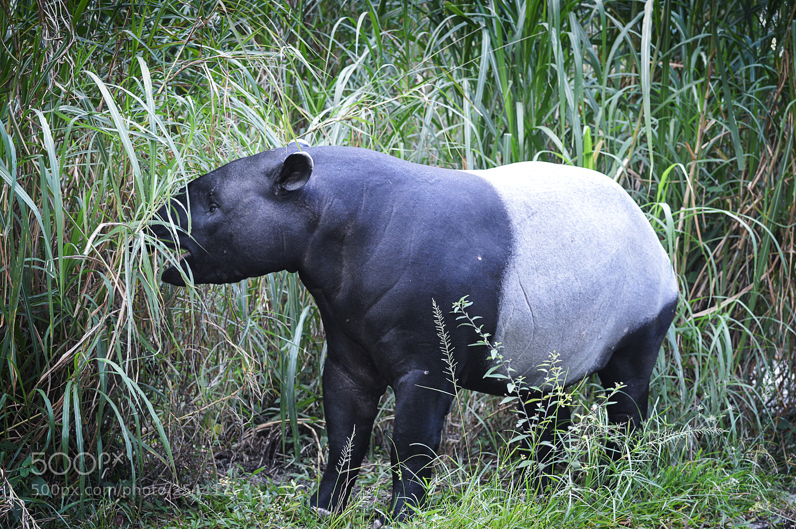 Nikon D3200 sample photo. Tapir photography