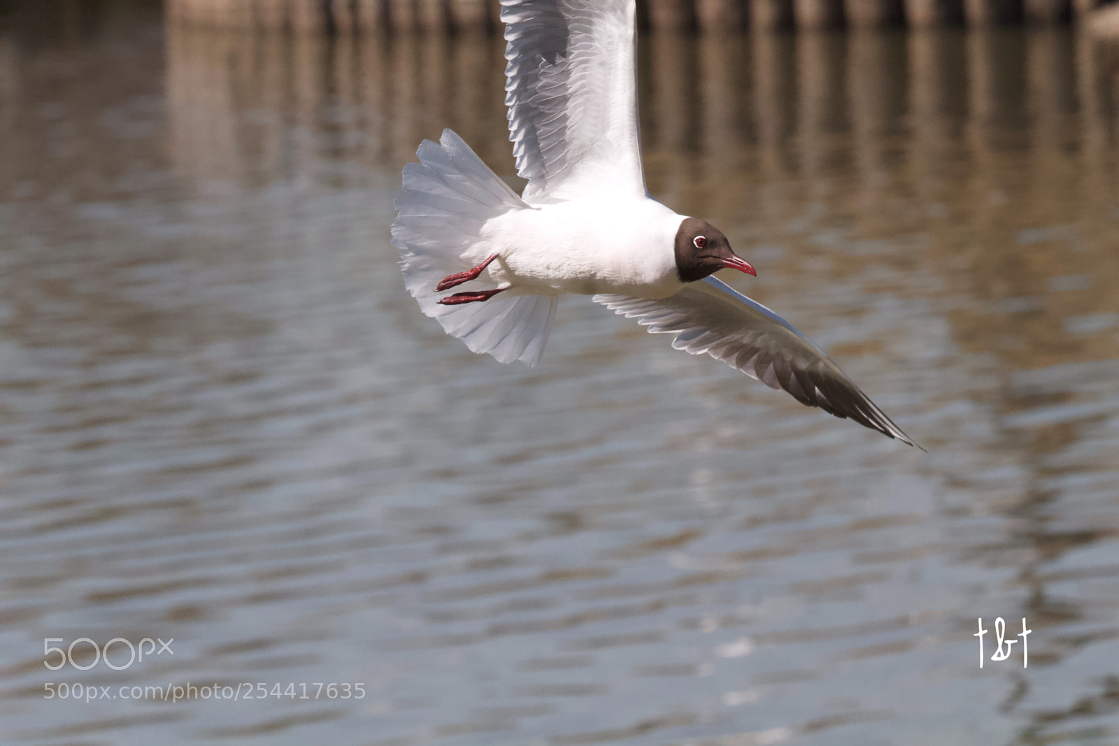 Canon EOS 7D sample photo. Untitled photography