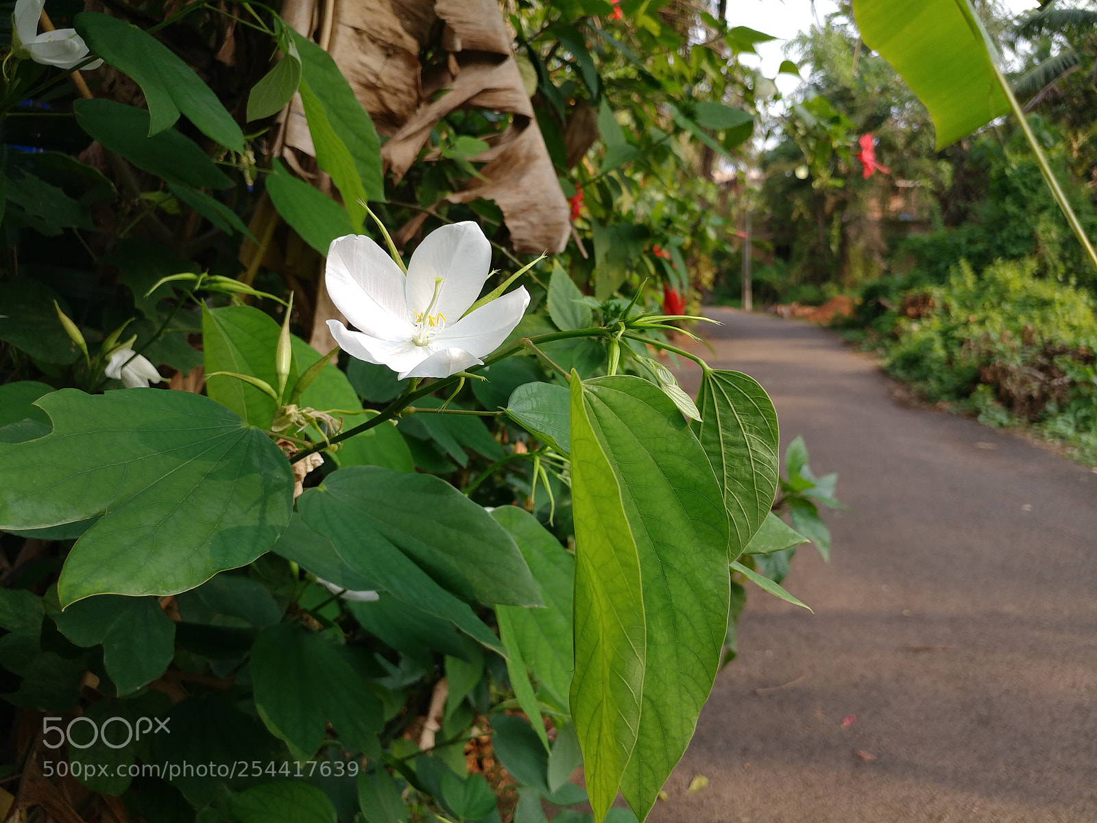 LG V20 sample photo. Untitled photography