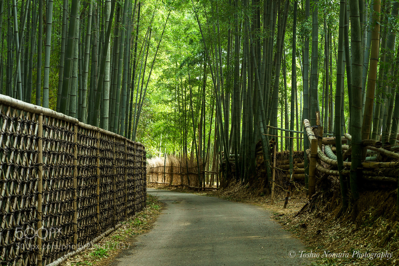 Sony a7 II sample photo. Green refreshing space photography